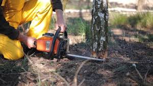 Trusted Forsyth, GA Tree Removal Services Experts