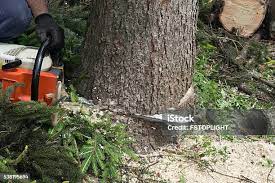 Seasonal Cleanup (Spring/Fall) in Forsyth, GA