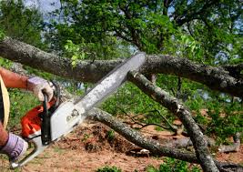 How Our Tree Care Process Works  in  Forsyth, GA