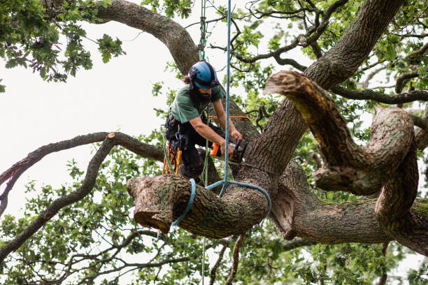 Best Tree Risk Assessment  in Forsyth, GA