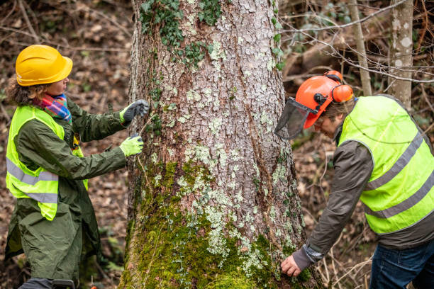 Best Arborist Consultation Services  in Forsyth, GA