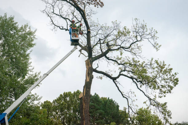 Best Leaf Removal  in Forsyth, GA