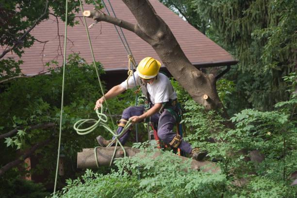 Best Fruit Tree Pruning  in Forsyth, GA