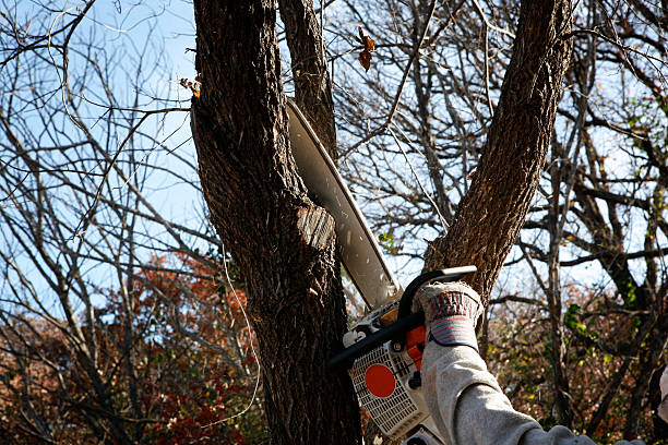 Best Seasonal Cleanup (Spring/Fall)  in Forsyth, GA