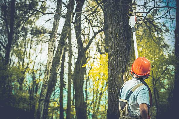 Best Stump Grinding and Removal  in Forsyth, GA